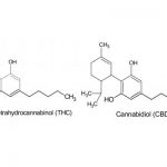 CBD-and-THC