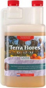 canna-terra-flores