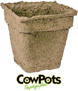 cow-pots-bulk-lg-344x400