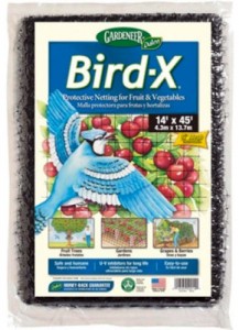 bird-x-290x400