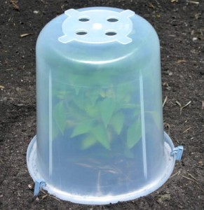 greenhouse-buckets-3-389x400