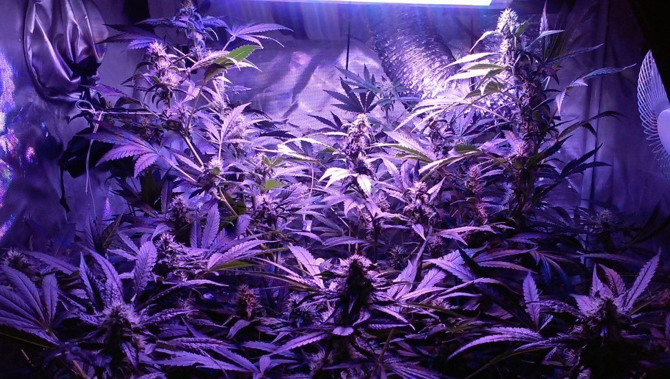 Выращивание марихуаны свет ярлык для браузера тор gidra