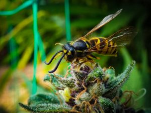 Пчёлы и каннабис