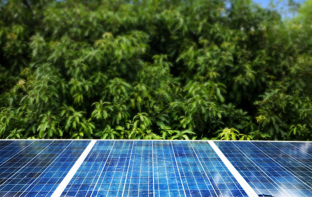 Солнечная энергия для конопляных ферм
